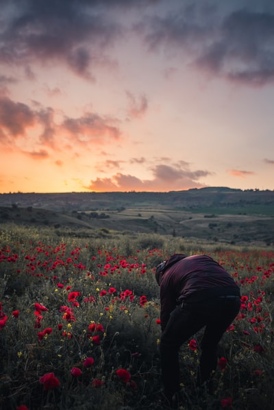 穿着栗色衬衫的人站在红色罂粟花的田野上